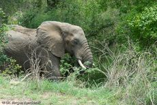 Afrikanischer Elefant (10 von 131).jpg